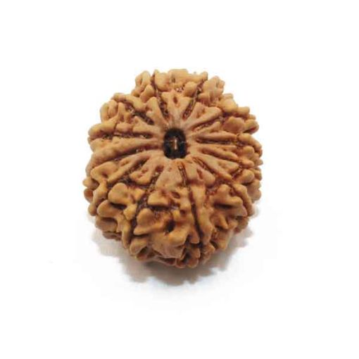 Twelve Mukhi Nepali Rudraksha