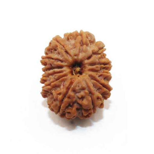 Twelve Mukhi Nepali Rudraksha