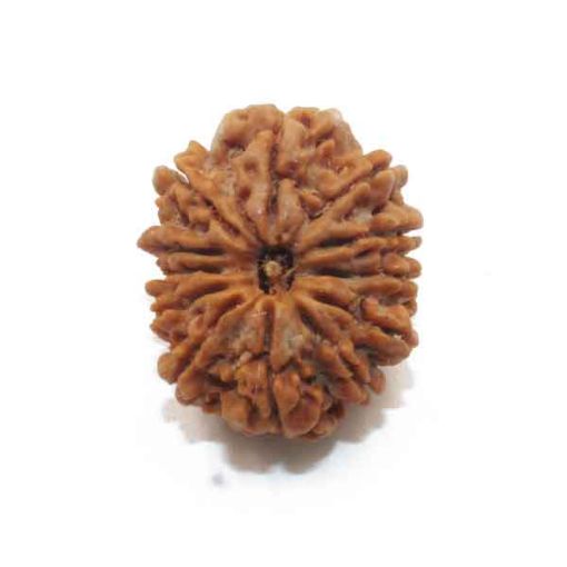 Twelve Mukhi Nepali Rudraksha