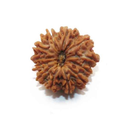 Twelve Mukhi Nepali Rudraksha