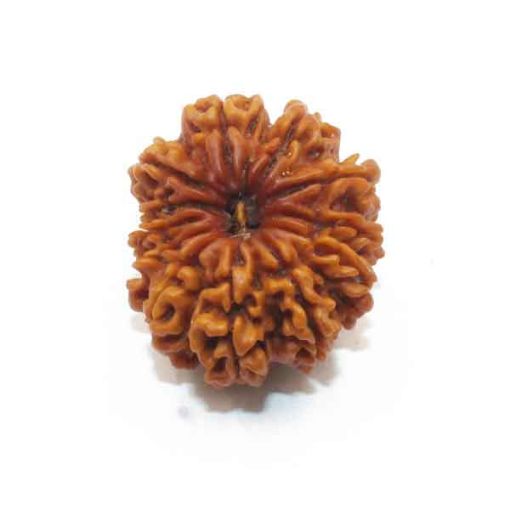 Twelve Mukhi Nepali Rudraksha