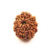 Nine Mukhi Nepali Rudraksha