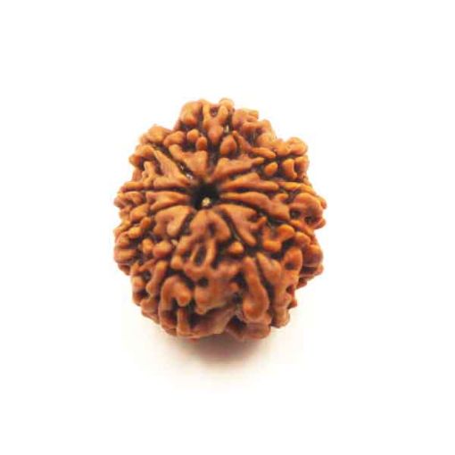 Nine Mukhi Nepali Rudraksha