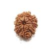 Nine Mukhi Nepali Rudraksha