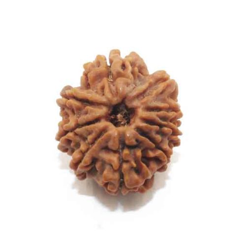 Nine Mukhi Nepali Rudraksha