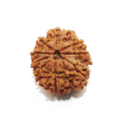 Nine Mukhi Nepali Rudraksha