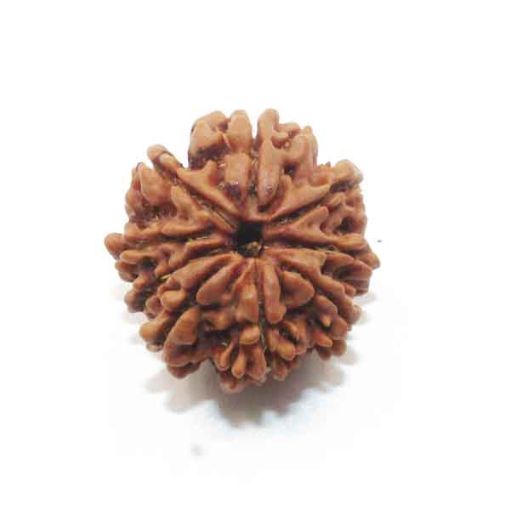 Nine Mukhi Nepali Rudraksha