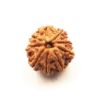 Nine Mukhi Nepali Rudraksha
