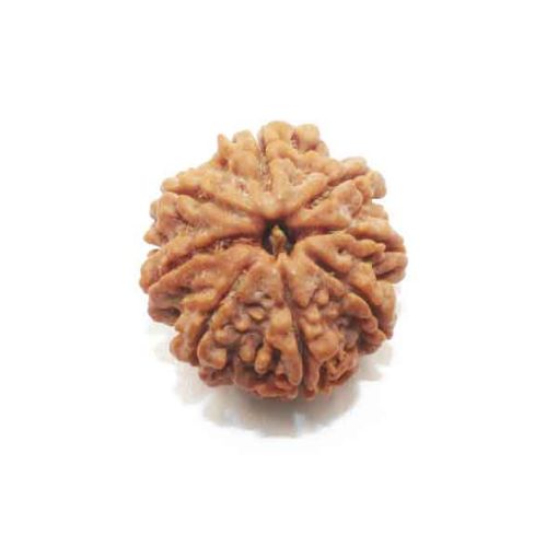 Eight Mukhi Rudraksha