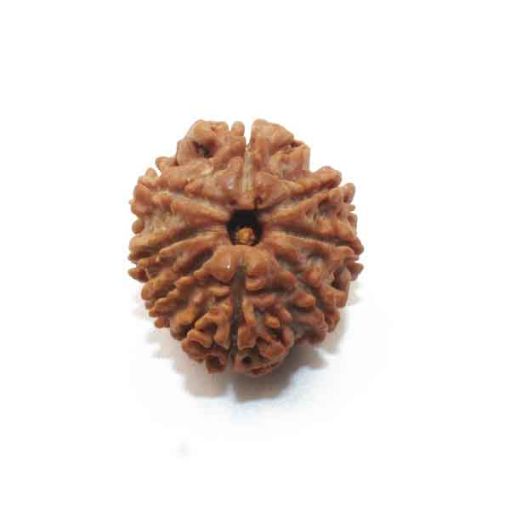 Eight Mukhi Rudraksha