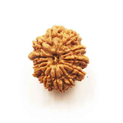Thirteen Mukhi Nepali Rudraksha