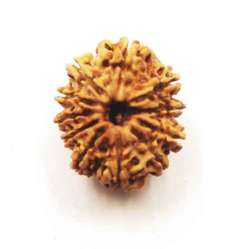 Eleven Mukhi Nepali Rudraksha