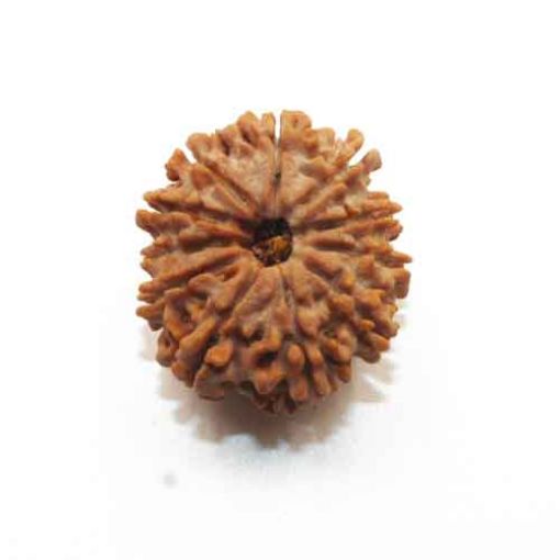 Eleven Mukhi Nepali Rudraksha