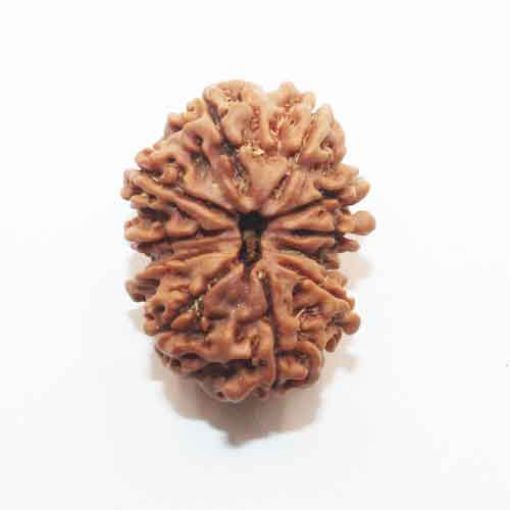 Eleven Mukhi Nepali Rudraksha