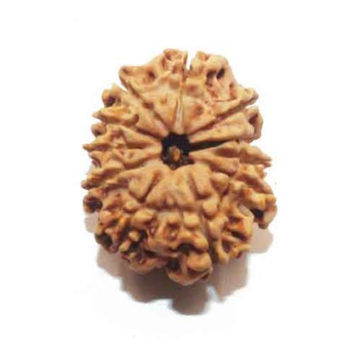 Eleven Mukhi Nepali Rudraksha