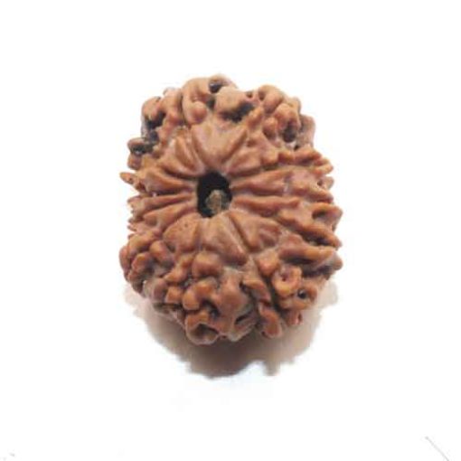 Eleven Mukhi Nepali Rudraksha