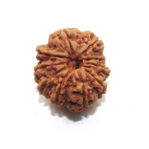 Ten Mukhi Nepali Rudraksha