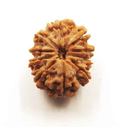 Ten Mukhi Nepali Rudraksha
