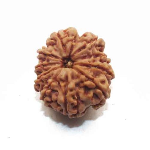 Ten Mukhi Nepali Rudraksha