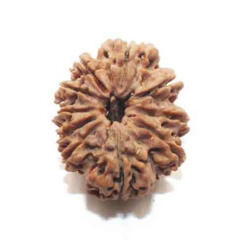 Ten Mukhi Nepali Rudraksha