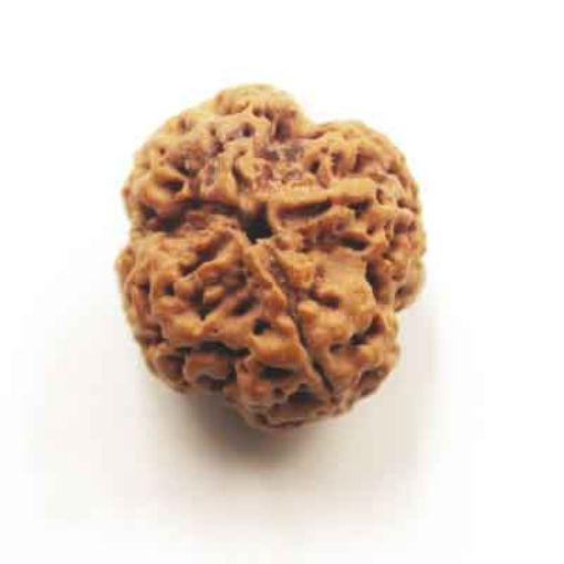 four mukhi nepali rudraksha