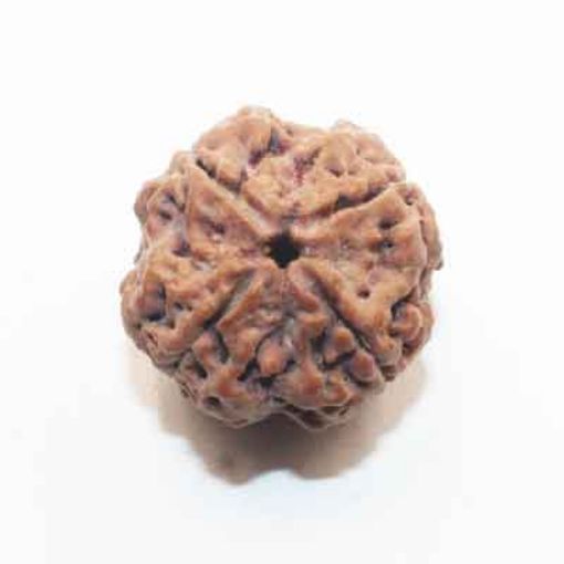 four mukhi nepali rudraksha