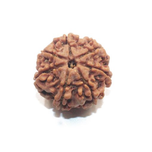 7 Mukhi Nepali Rudraksha