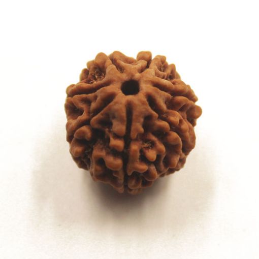 7 mukhi rudraksha
