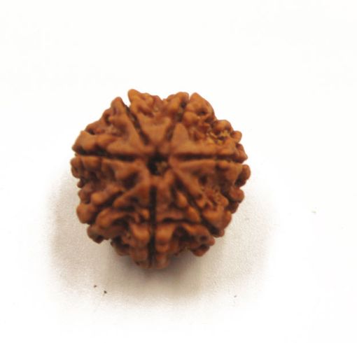 7 mukhi rudraksha