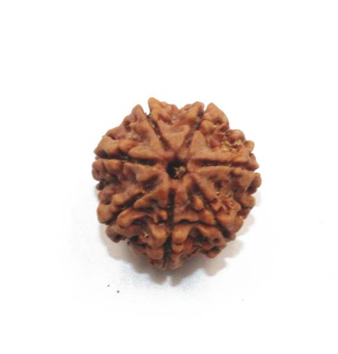 7 mukhi rudraksha