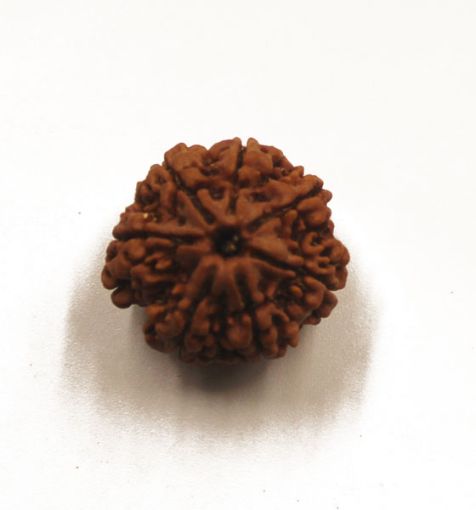 7 mukhi rudraksha