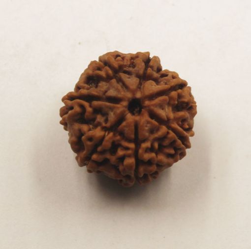 7 mukhi rudraksha