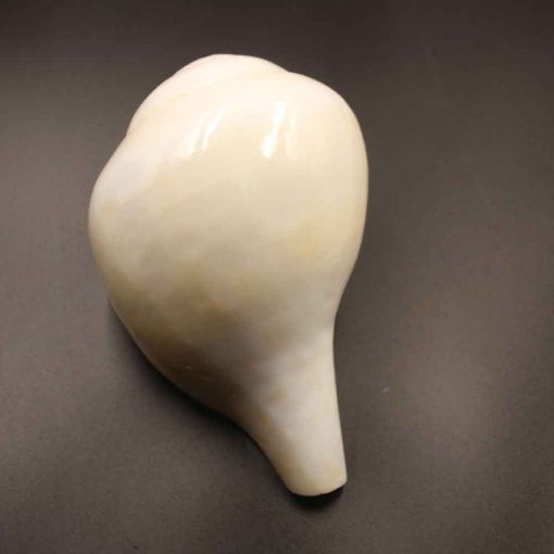 Big size Blowing Shankh